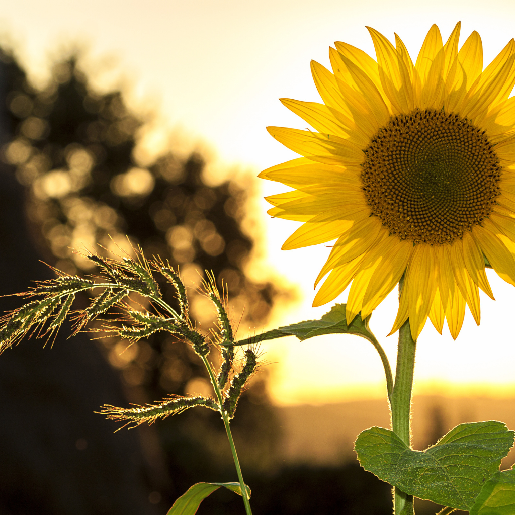 Nurturing Tranquility: Deepening Your Yoga Practice in August