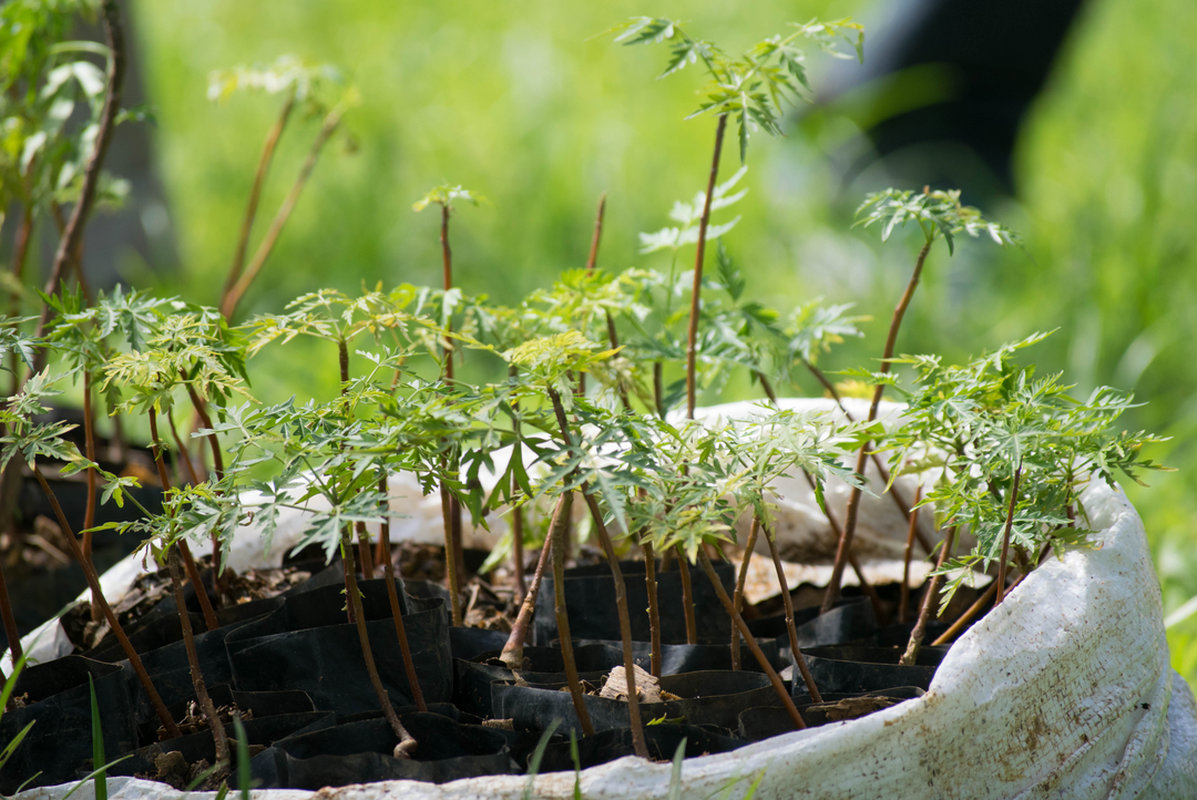 WEDOYOGA Plants Trees With One Tree Planted